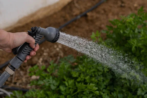 Man Watering Water Sprinkler Hose — Stock Photo, Image