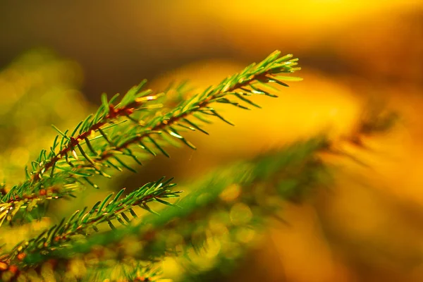 森の中に緑の葉を持つ松の枝 — ストック写真