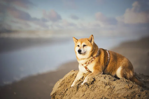 Pies Plaży — Zdjęcie stockowe