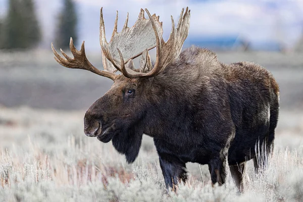 Male Elk Wild — Stock Photo, Image