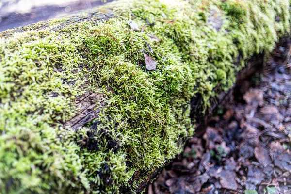 Musgo Árbol —  Fotos de Stock