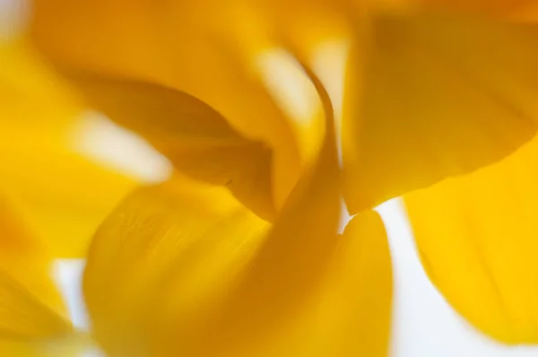 Κίτρινο Λουλούδι Λευκό Φόντο — Φωτογραφία Αρχείου