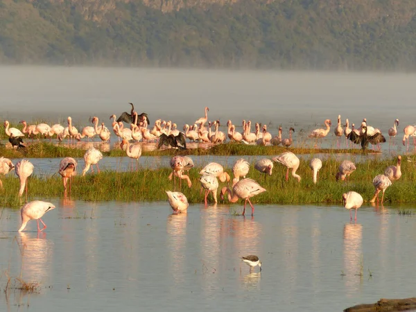 Зграя Птахів Воді — стокове фото