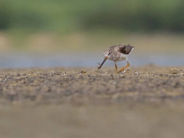 Pájaro Río — Foto de Stock