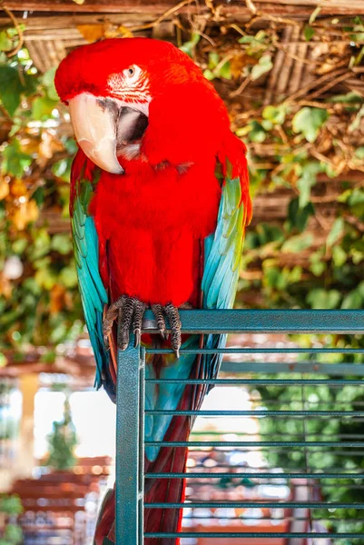 Piękne Papuga Zoo — Zdjęcie stockowe