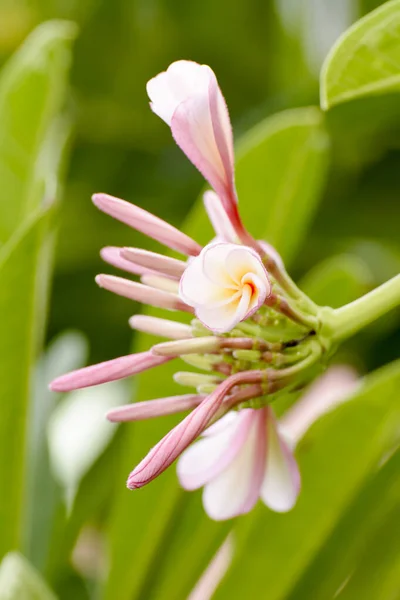 Bellissimo Fiore Rosa Giardino — Foto Stock