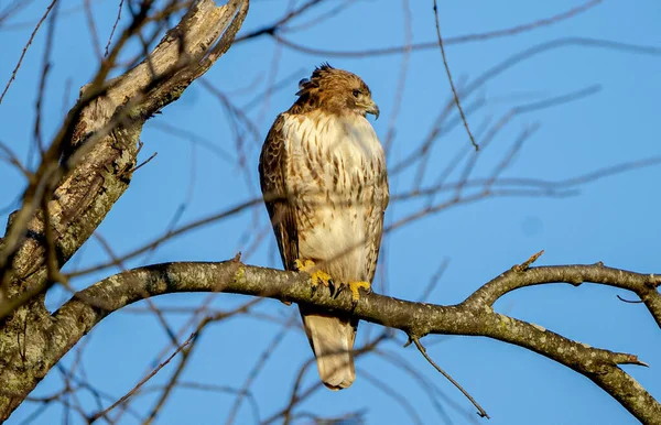 Ein Vogel Auf Einem Ast Wald — Stockfoto