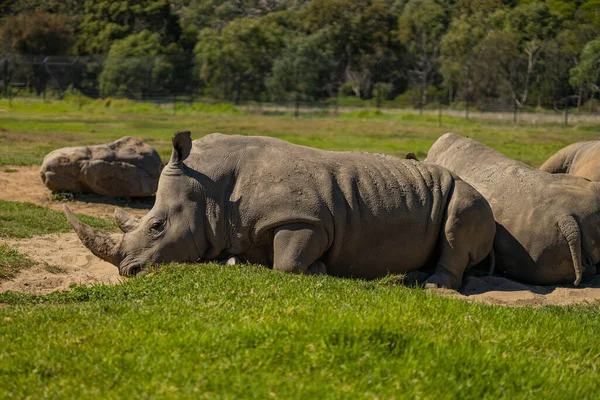 Ein Nashorn Der Savanne Von Kenia — Stockfoto