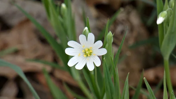 Άσπρα Λουλούδια Στο Δάσος — Φωτογραφία Αρχείου