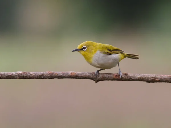 Большая Синица Parus Major Сидящая Ветке — стоковое фото