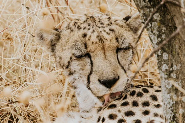 Afrika Savanındaki Çita Yavrusu — Stok fotoğraf