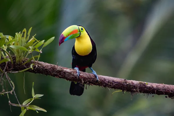 Pájaro Colorido Fondo Verde —  Fotos de Stock