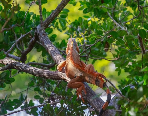 Primer Plano Pájaro Una Rama — Foto de Stock