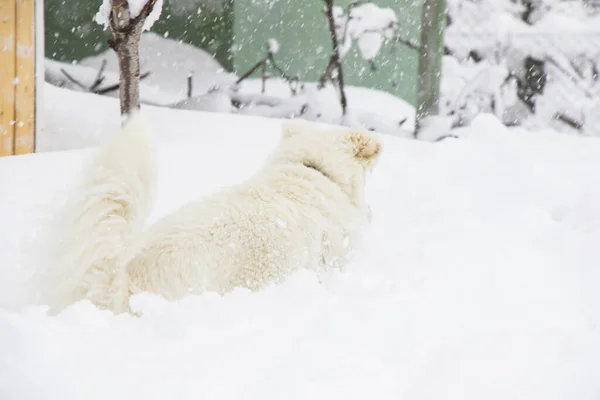 Vit Samojerad Hund Snön — Stockfoto