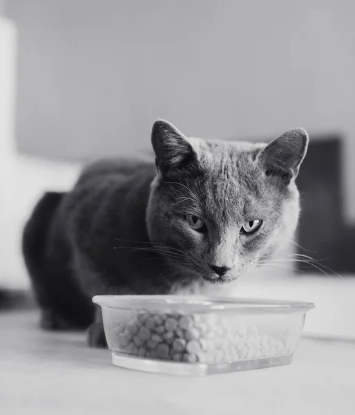 Katze Isst Futter Der Küche — Stockfoto