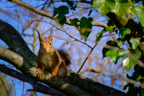 Squirrel Tree — Stock Photo, Image