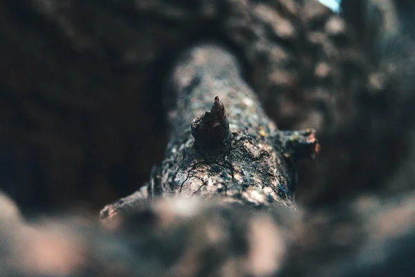 Gros Plan Une Belle Jeune Femme Dans Une Forêt — Photo