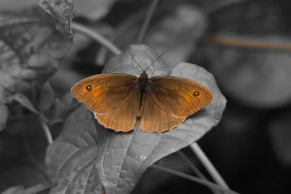 Beau Papillon Sur Une Fleur — Photo