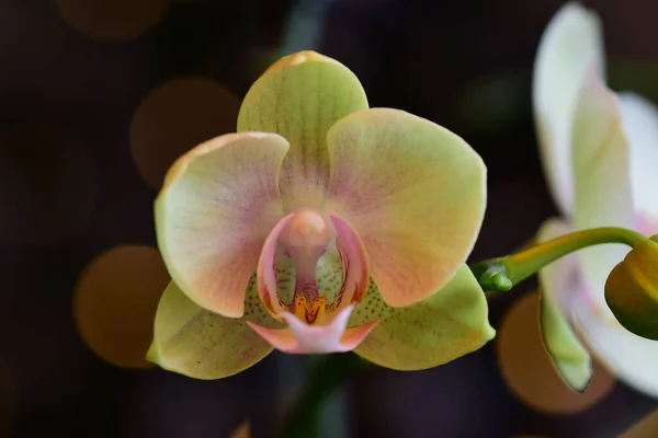 Vacker Orkidé Blomma Trädgården — Stockfoto