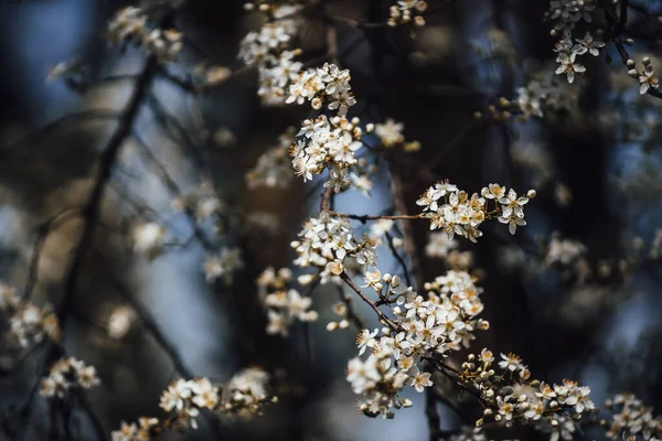 Piękne Botaniczne Ujęcie Naturalna Tapeta — Zdjęcie stockowe