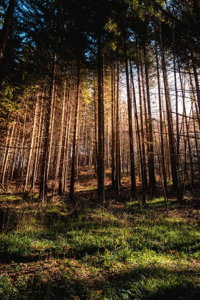 Krásný Les Ránu — Stock fotografie