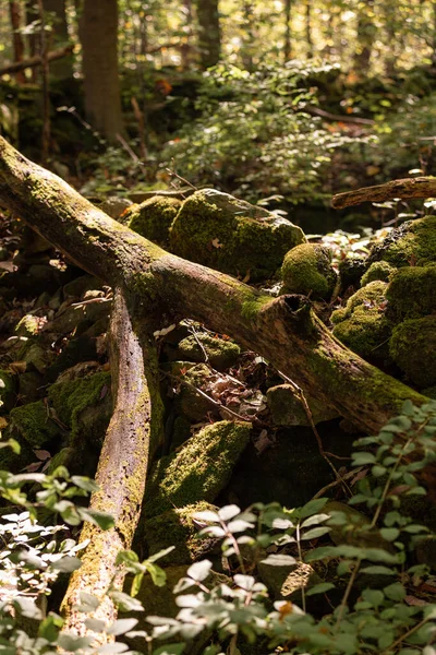 Mousse Verte Dans Forêt — Photo