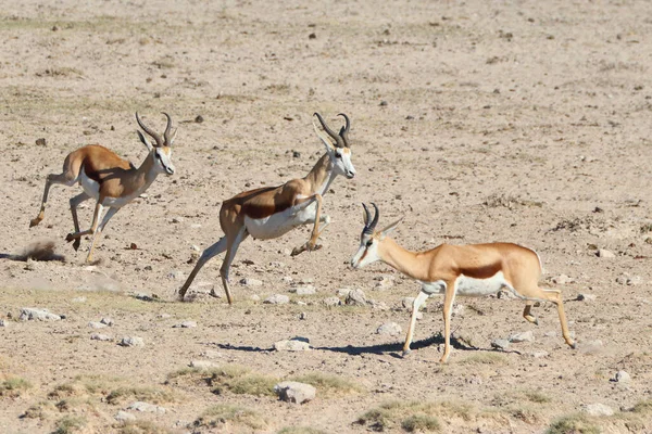 Antílope Africano Girafa Camelopardalis Savana Kenya — Fotografia de Stock