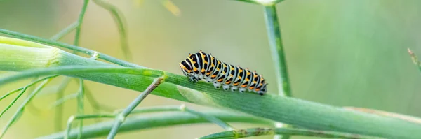 Schmetterling Auf Einer Blume — Stockfoto