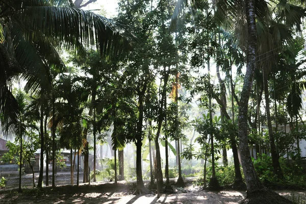 公园里的绿色棕榈树 — 图库照片