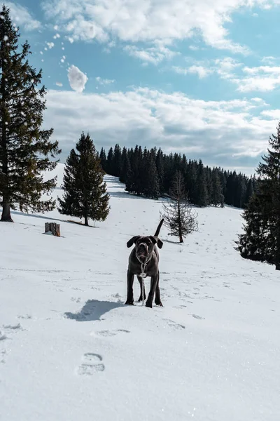 Σκύλος Στο Χιόνι — Φωτογραφία Αρχείου