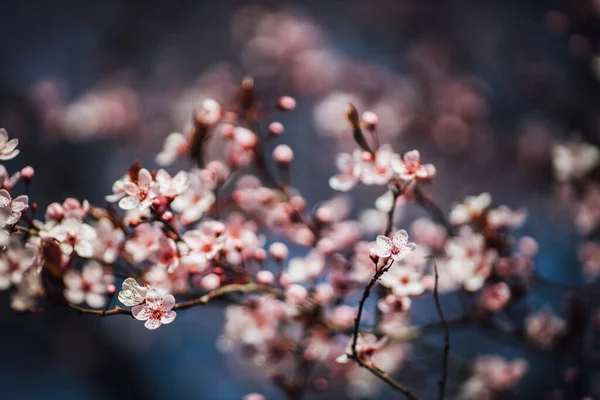 背景に美しい春の花を咲かせ — ストック写真