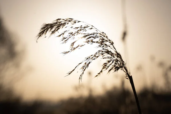 Kolce Trawie — Zdjęcie stockowe