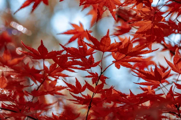 Красные Листья Кленового Дерева — стоковое фото