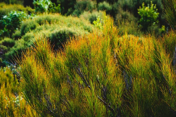 Prachtig Uitzicht Natuur — Stockfoto