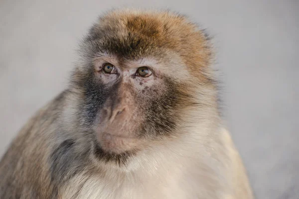 Perto Macaquinho Bonito — Fotografia de Stock