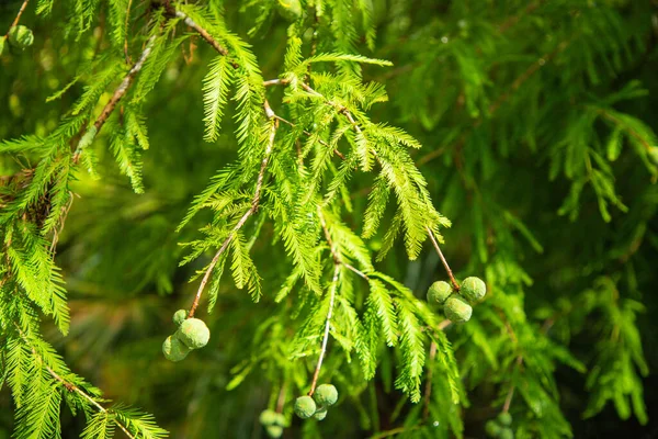 Πράσινο Κλαδί Ελάτης Βελόνες Στο Φόντο Του Δάσους — Φωτογραφία Αρχείου