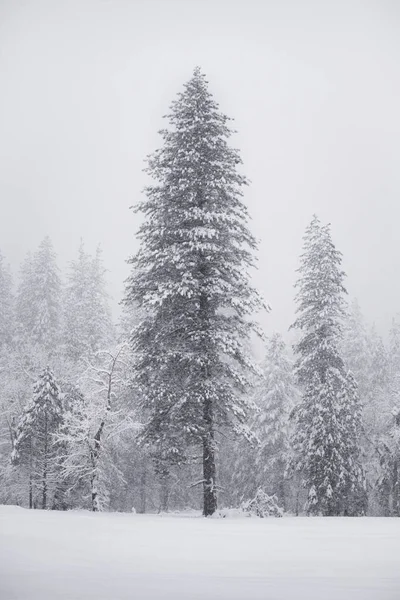 Karla Kaplı Ağaçlarla Kaplı Kış Manzarası — Stok fotoğraf