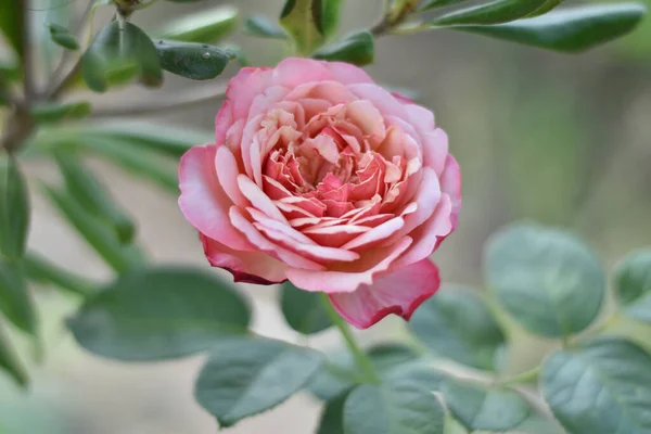 Όμορφα Ροζ Τριαντάφυλλα Στον Κήπο — Φωτογραφία Αρχείου