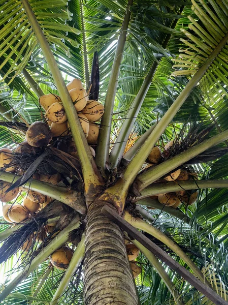 Пальма Зелеными Листьями — стоковое фото