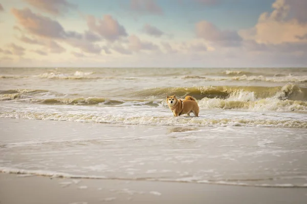 Köpek Sahilde Dalgalarla Oynuyor — Stok fotoğraf