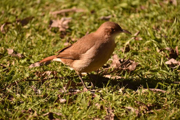 Primo Piano Bellissimo Uccello — Foto Stock