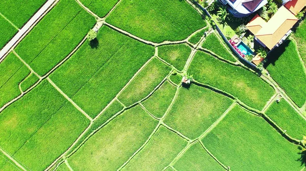 Luchtfoto Van Het Groene Rijstveld Boerderij Landbouw Platteland Landschap — Stockfoto