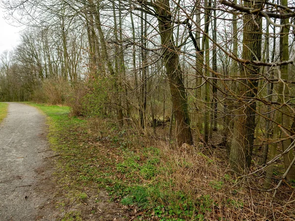 Strada Nel Bosco — Foto Stock