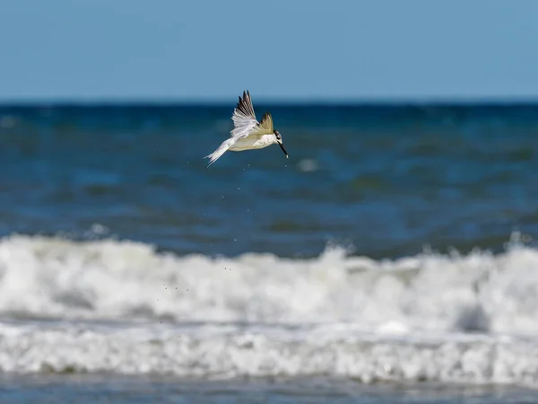 海鸥在海里飞翔 — 图库照片