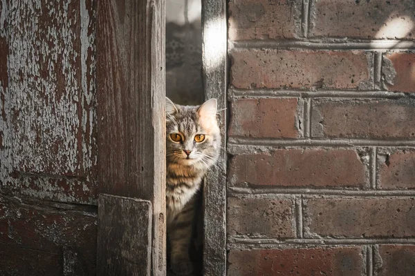 Кіт Сидить Вікні — стокове фото