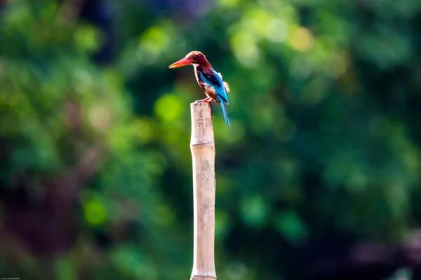 Nahaufnahme Eines Schönen Vogels Park — Stockfoto