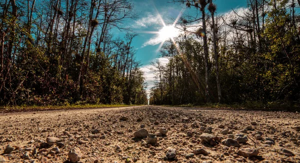 Chemin Terre Dans Forêt — Photo