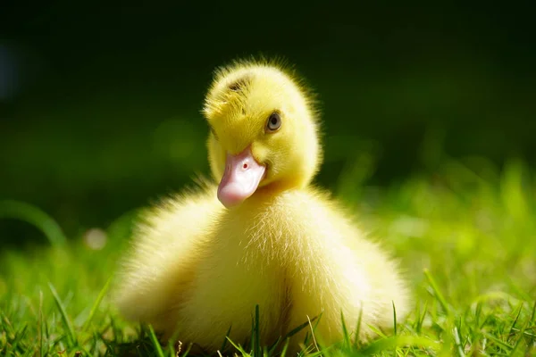 Pequeño Patito Hierba Verde — Foto de Stock