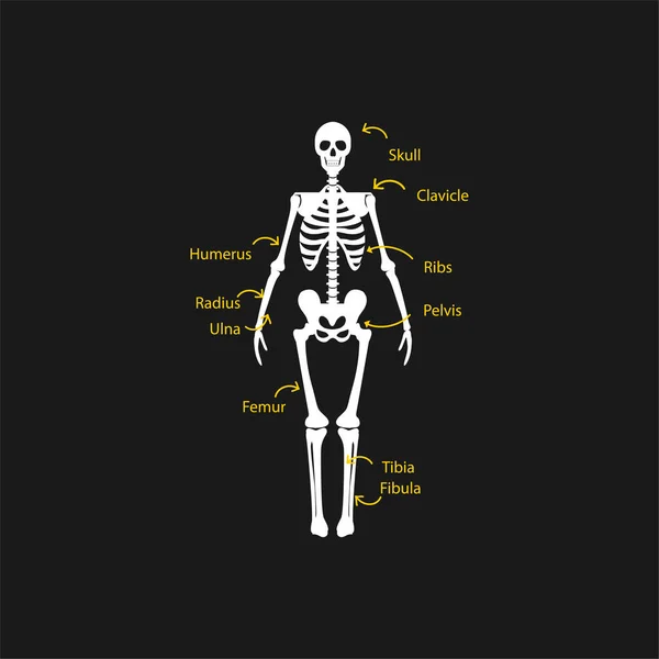 Anatomia Esqueleto Humano Ilustração Vetorial —  Vetores de Stock