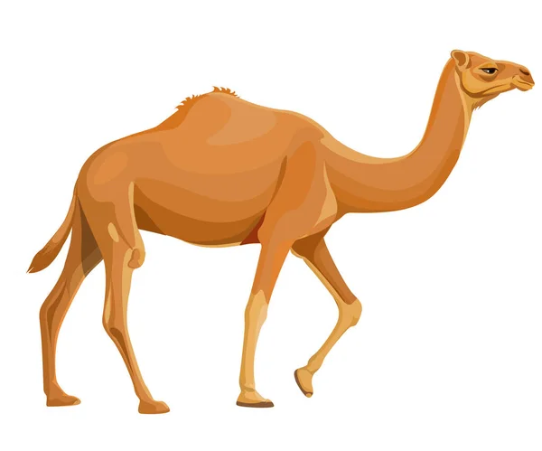在白色背景上孤立的卡通风格骆驼图标 旅行符号 — 图库矢量图片